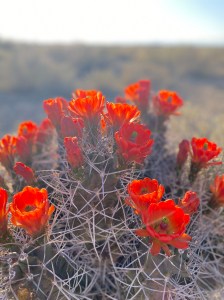 bright red blooms on a cactus
